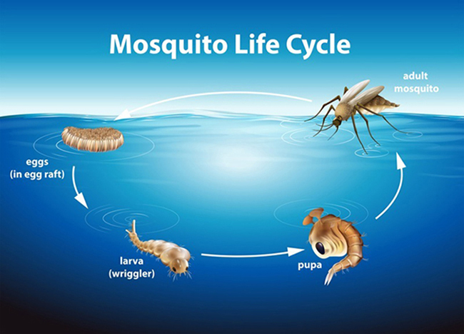 Mosquito Life Cycle